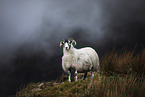 standing Sheep