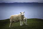 standing Sheeps