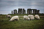 standing Sheeps