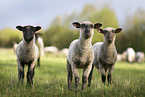 standing Sheeps
