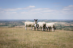 standing Sheeps