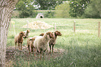 standing Sheeps
