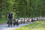 Shepherd with flock of Sheep