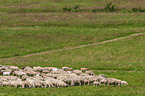 Sheeps