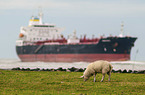 standing Sheep
