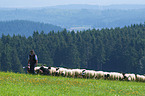 Shepherd with flock of Sheep