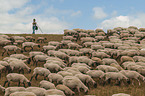 Shepherd with flock of Sheep