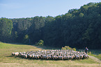 Shepherd with flock of Sheep