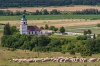 Sheeps