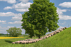 Sheeps