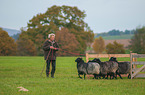 sheeps