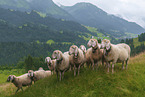 sheeps