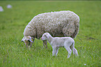 sheeps