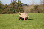 sheeps