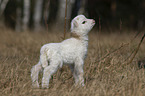 lamb