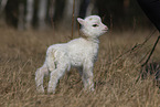 lamb