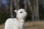 lamb