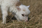 lamb