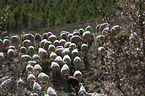 herd of sheeps