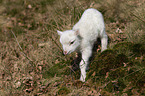 lamb