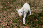 lamb