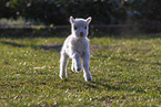 lamb