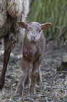 lamb