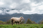 sheep on meadow