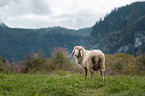 sheep on meadow