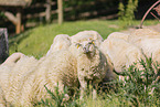 herd of sheeps