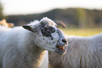 sheep