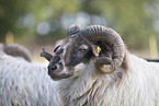sheep