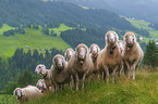 herd of sheeps