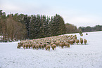 herd of sheeps