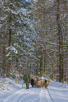 herd of sheeps
