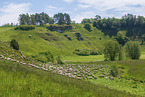 herd of sheeps