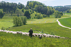 herd of sheeps