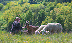 herd of sheeps