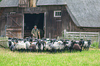 herd of sheeps