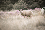 sheeps