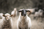 sheeps