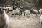 sheeps