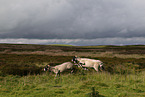 sheeps