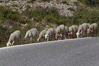 herd of sheeps