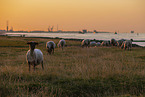 herd of sheeps