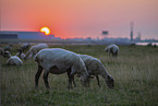 herd of sheeps