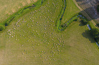 herd of sheeps