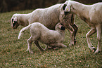 sheeps