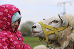 sheep