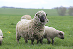 sheep